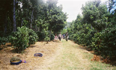 アンティグアのコーヒー農園
