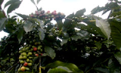 9月収穫の始まる頃のコーヒーの実。赤く熟した実だけを毎日摘んでいく。収穫の時期は9月から翌年の2月頃までです｡