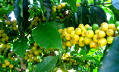 ＴＣＣコーヒーのクルゼイロはアマレロです。アマレロはブルボン種の黄色の実のコーヒー